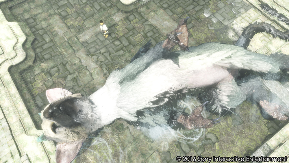 trico